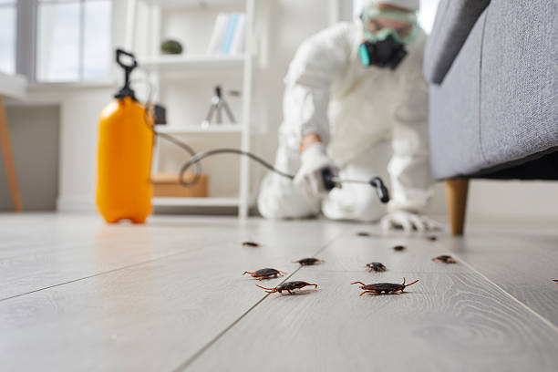 Post-Treatment Bed Bug Interceptor Monitoring in North Zanesville